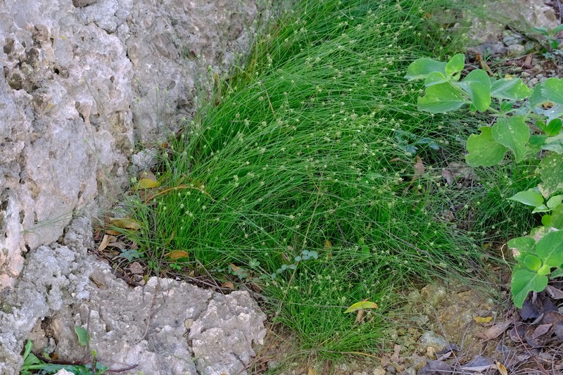 Indian Flatsedge