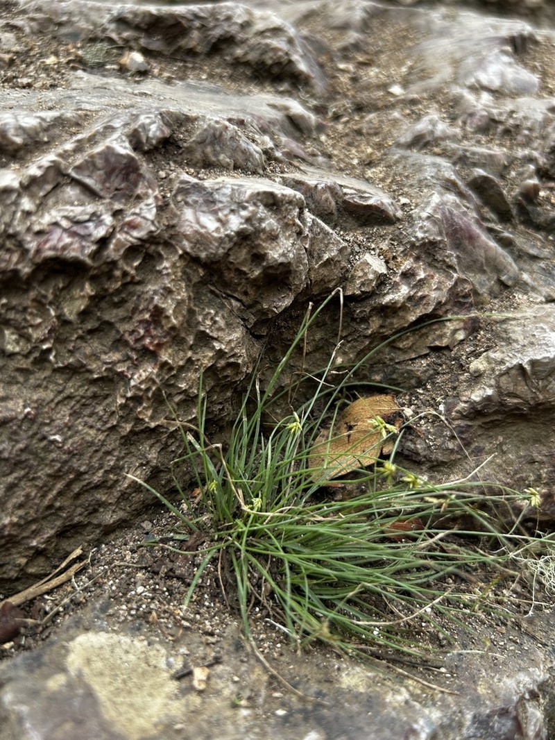 Indian Flatsedge photo 3