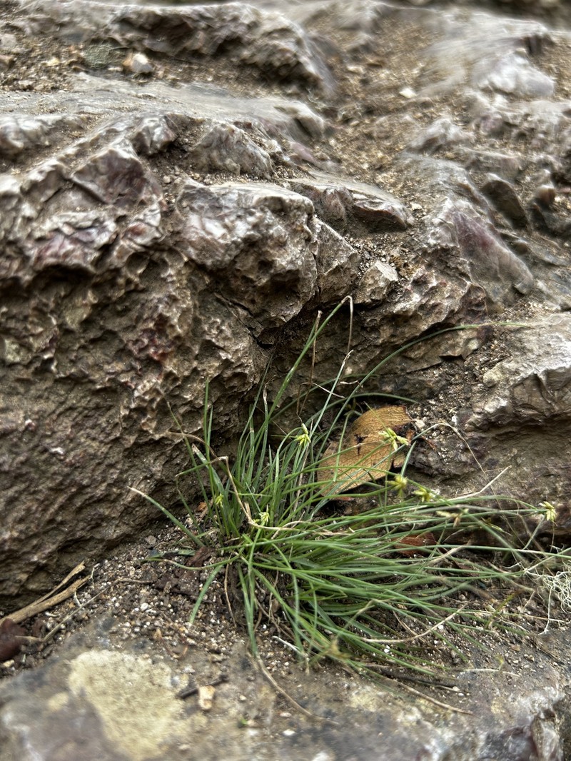 Indian Flatsedge photo 4