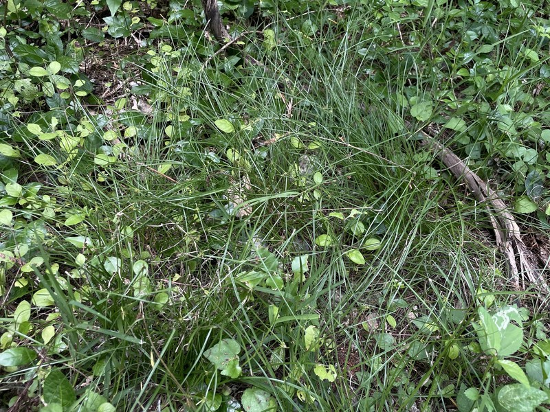 Indian Flatsedge photo 5