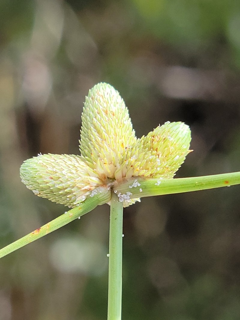 American Halfchaff Sedge