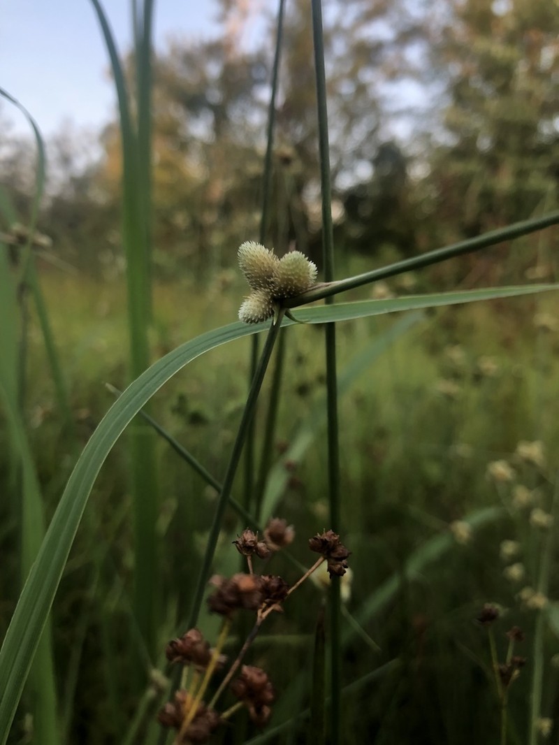 American Halfchaff Sedge photo 2
