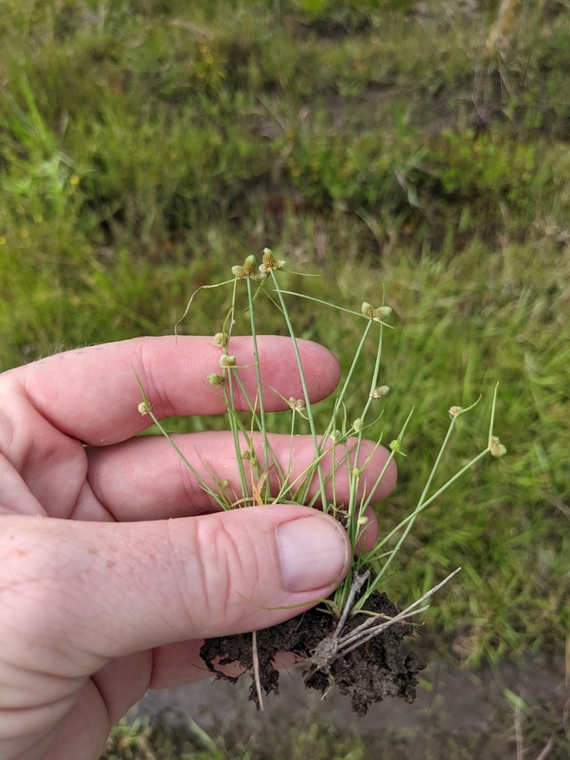American Halfchaff Sedge photo 3