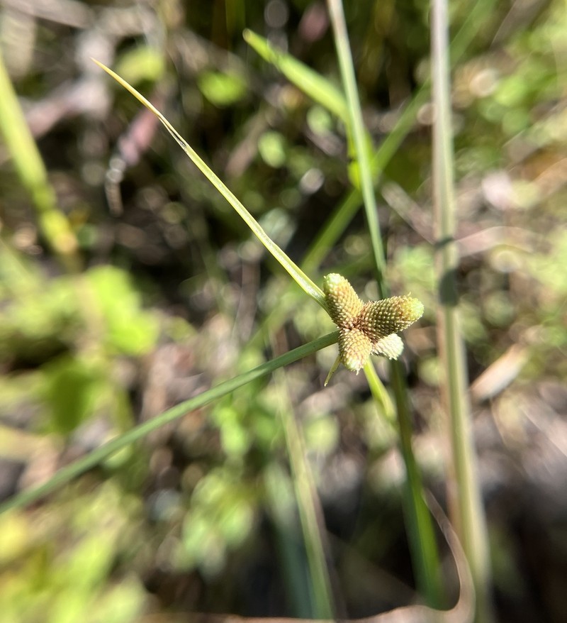 American Halfchaff Sedge photo 4