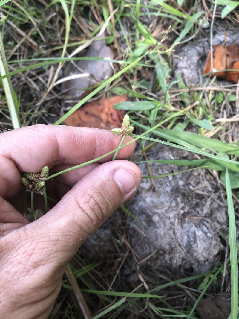 American Halfchaff Sedge photo 5