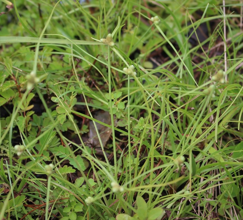 American Halfchaff Sedge photo 6