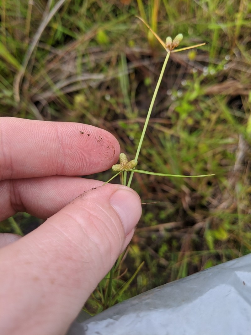 American Halfchaff Sedge photo 7