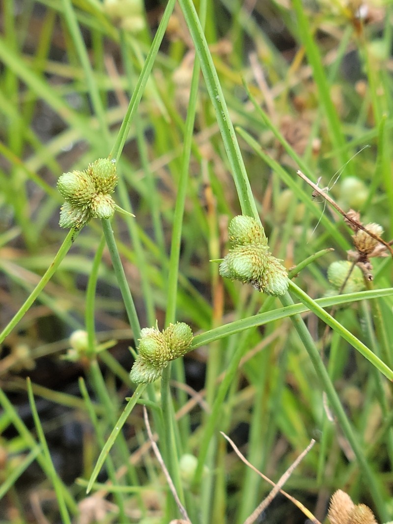 American Halfchaff Sedge photo 8