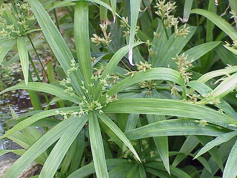 Black Flatsedge