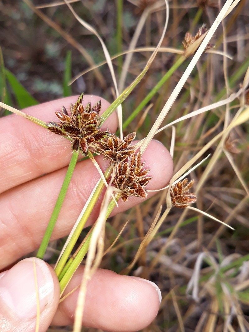 Black Flatsedge photo 2