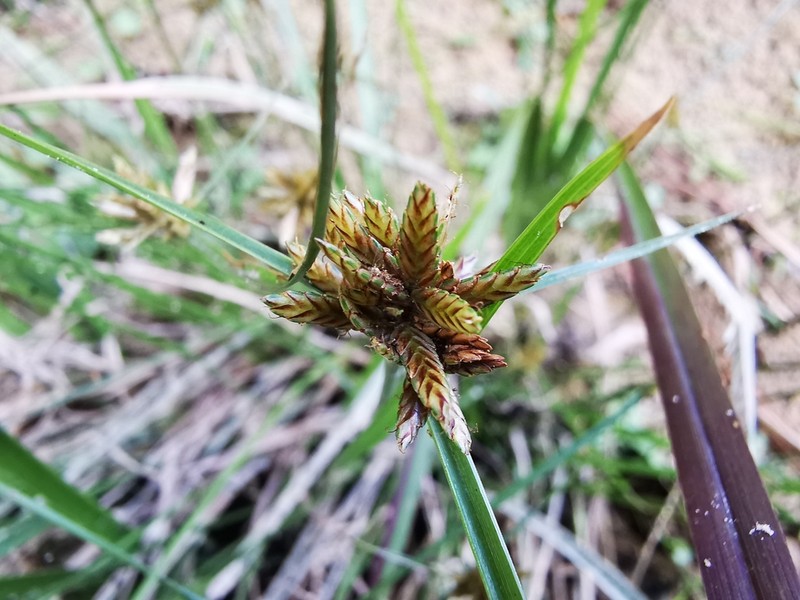 Black Flatsedge photo 4