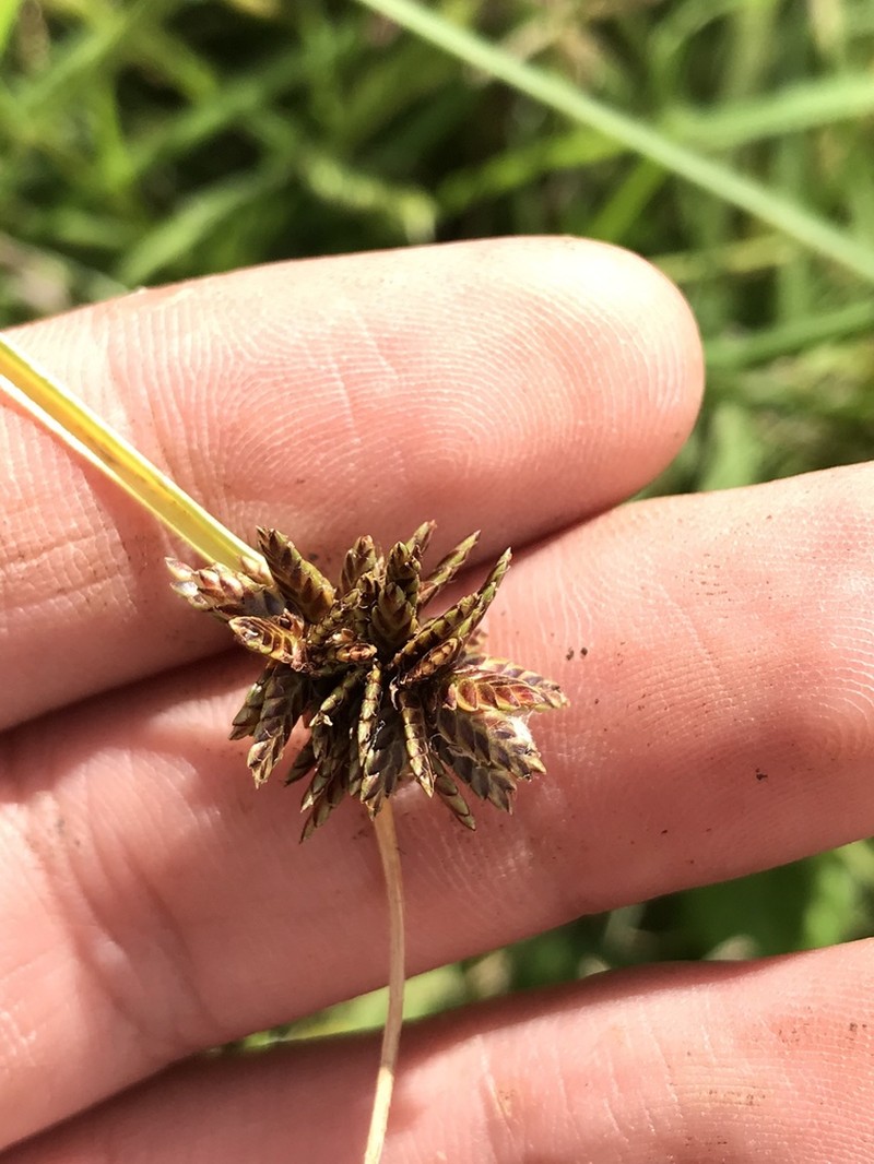 Black Flatsedge photo 5