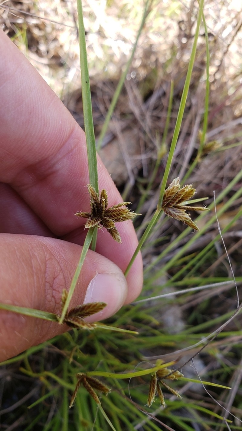 Black Flatsedge photo 7