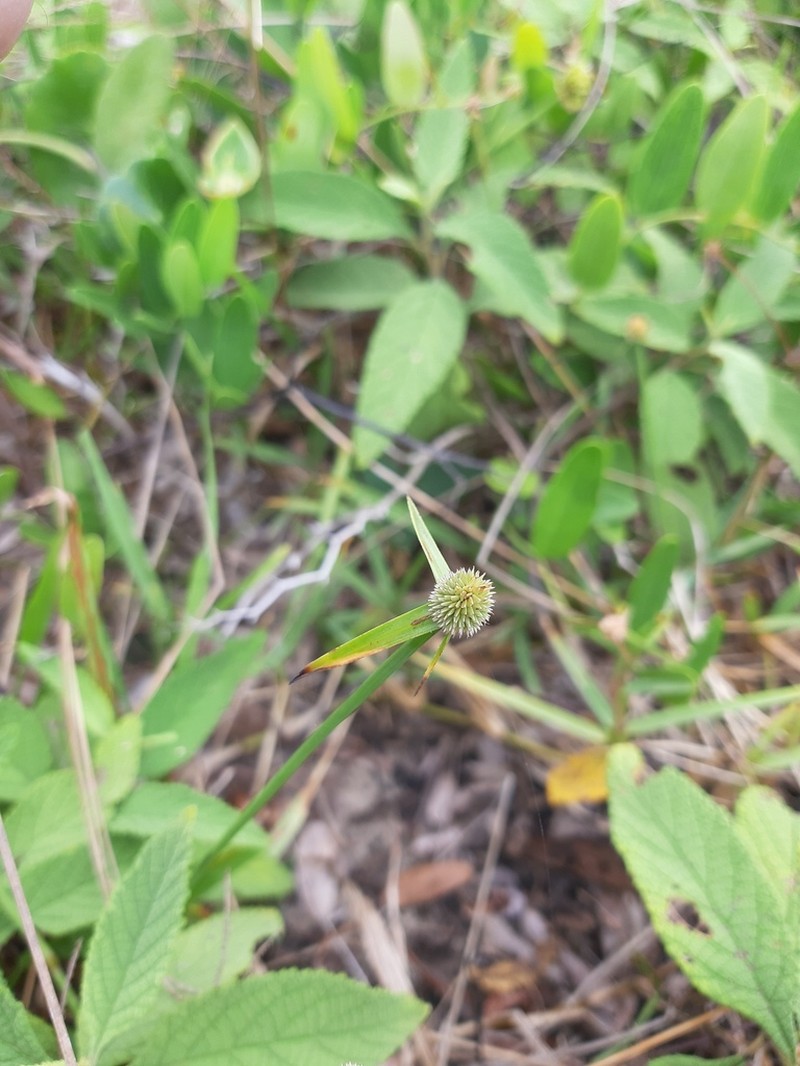 Carribean Island Spikesedge