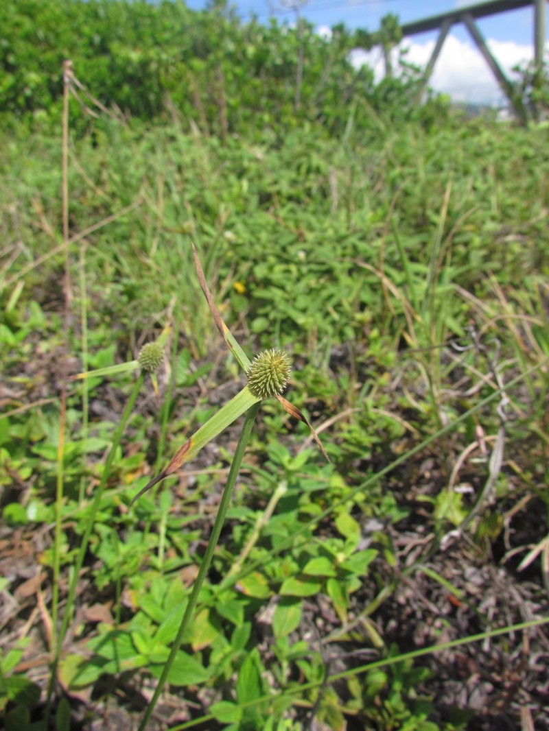 Carribean Island Spikesedge photo 2