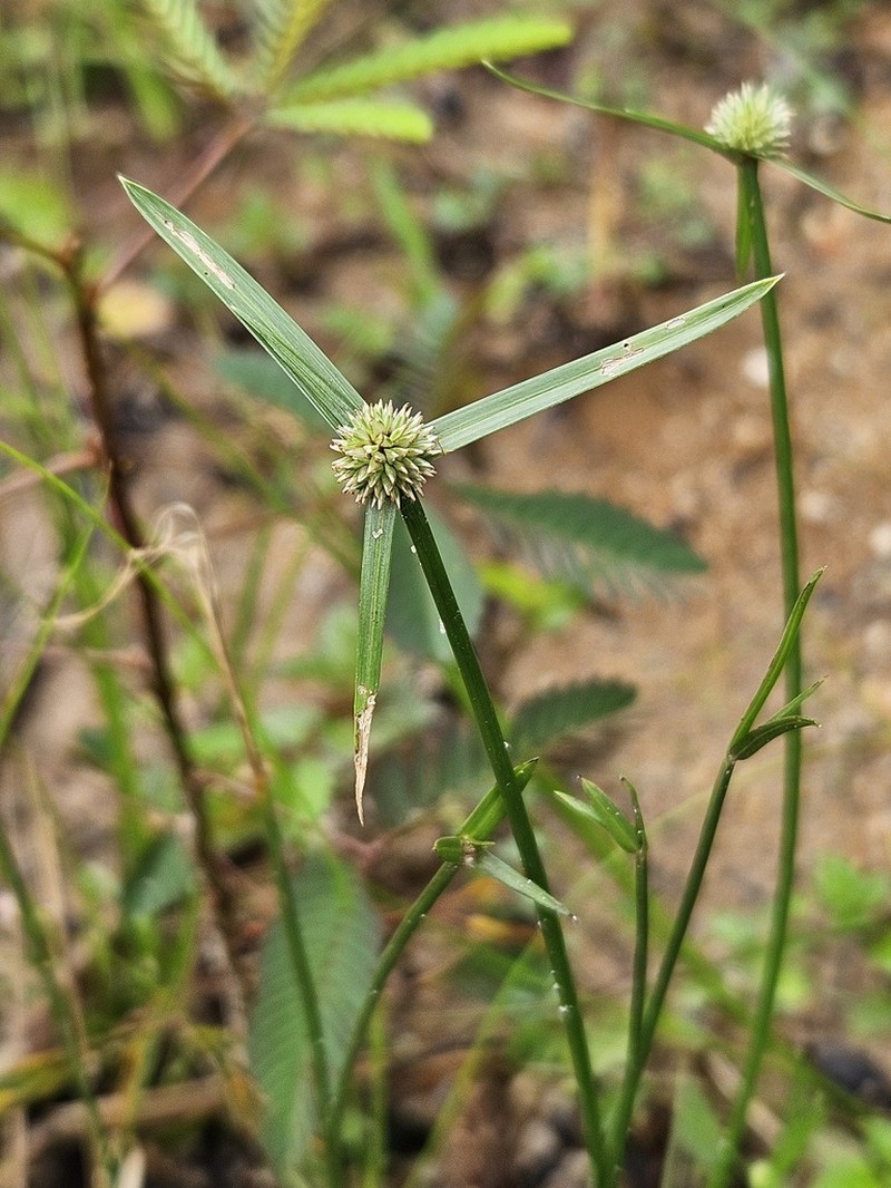 Carribean Island Spikesedge photo 6