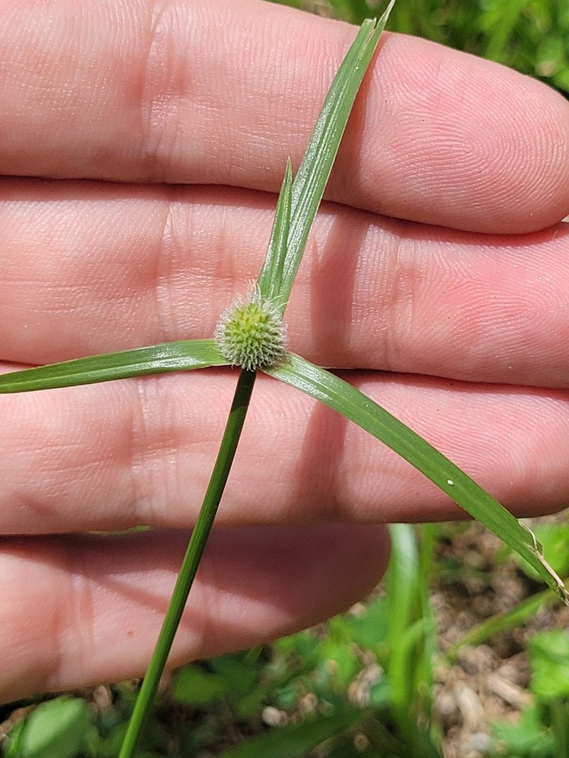 Carribean Island Spikesedge photo 7