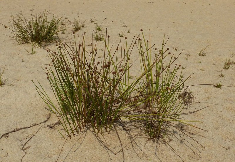 Carribean Island Spikesedge photo 8