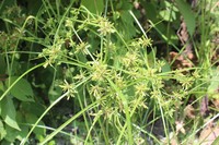 Pond Flatsedge