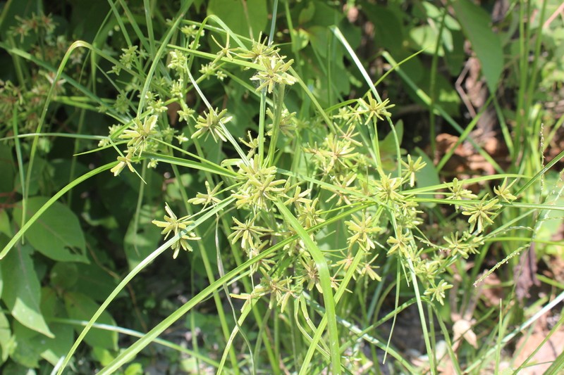 Pond Flatsedge
