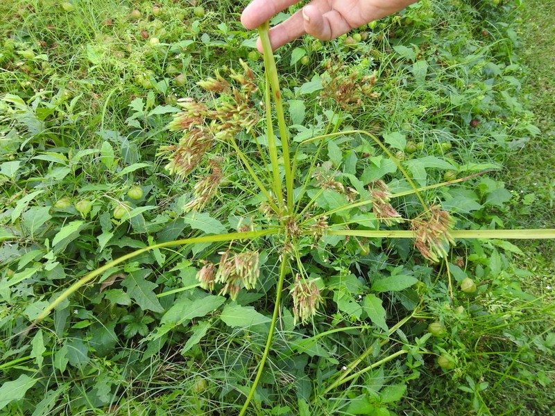 Pond Flatsedge photo 2