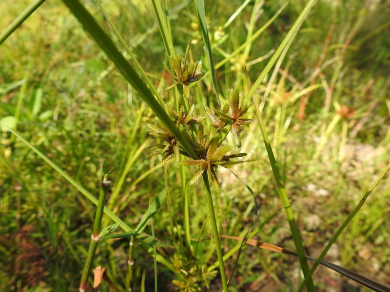 Pond Flatsedge photo 3