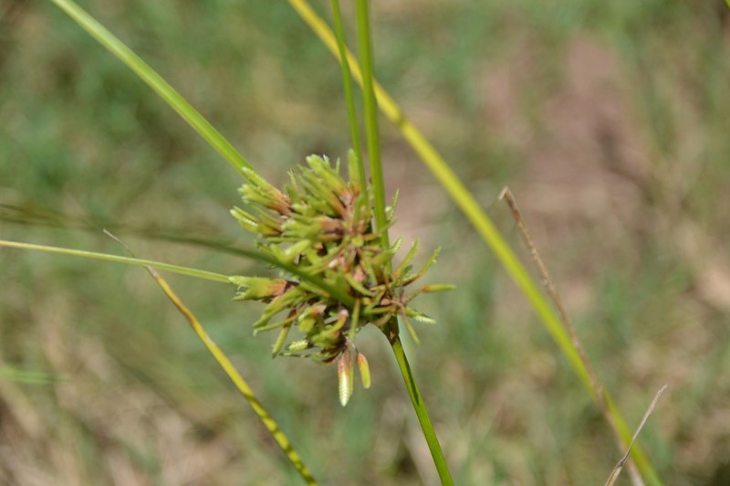 Pond Flatsedge photo 5