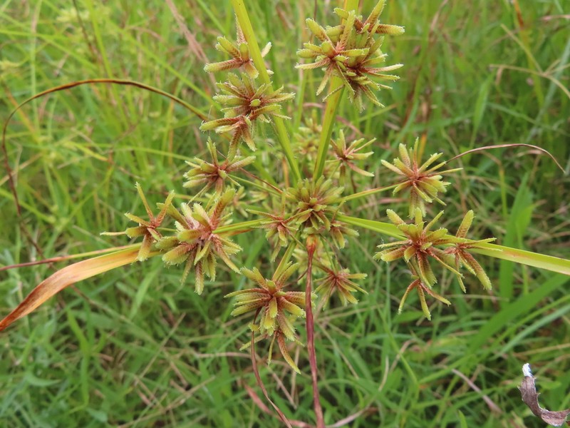 Pond Flatsedge photo 6