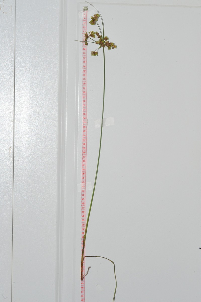 Pond Flatsedge photo 7