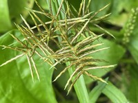 Fragrant Flatsedge