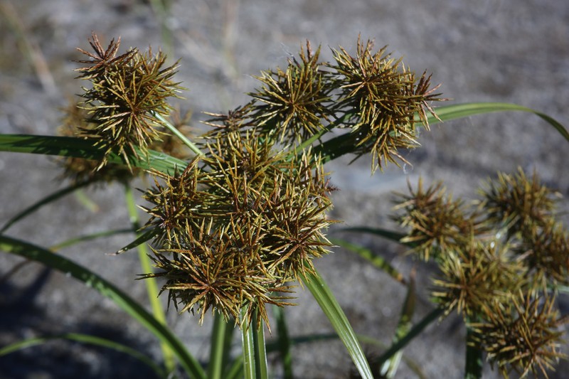 Fragrant Flatsedge photo 2