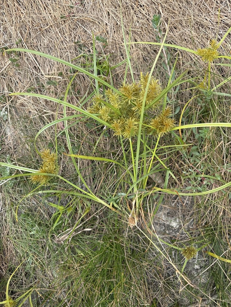 Fragrant Flatsedge photo 3