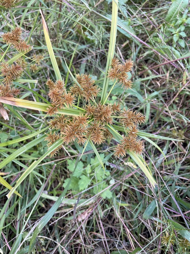 Fragrant Flatsedge photo 4