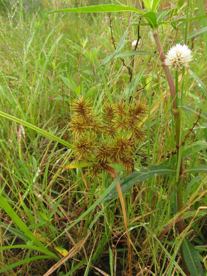 Fragrant Flatsedge photo 5