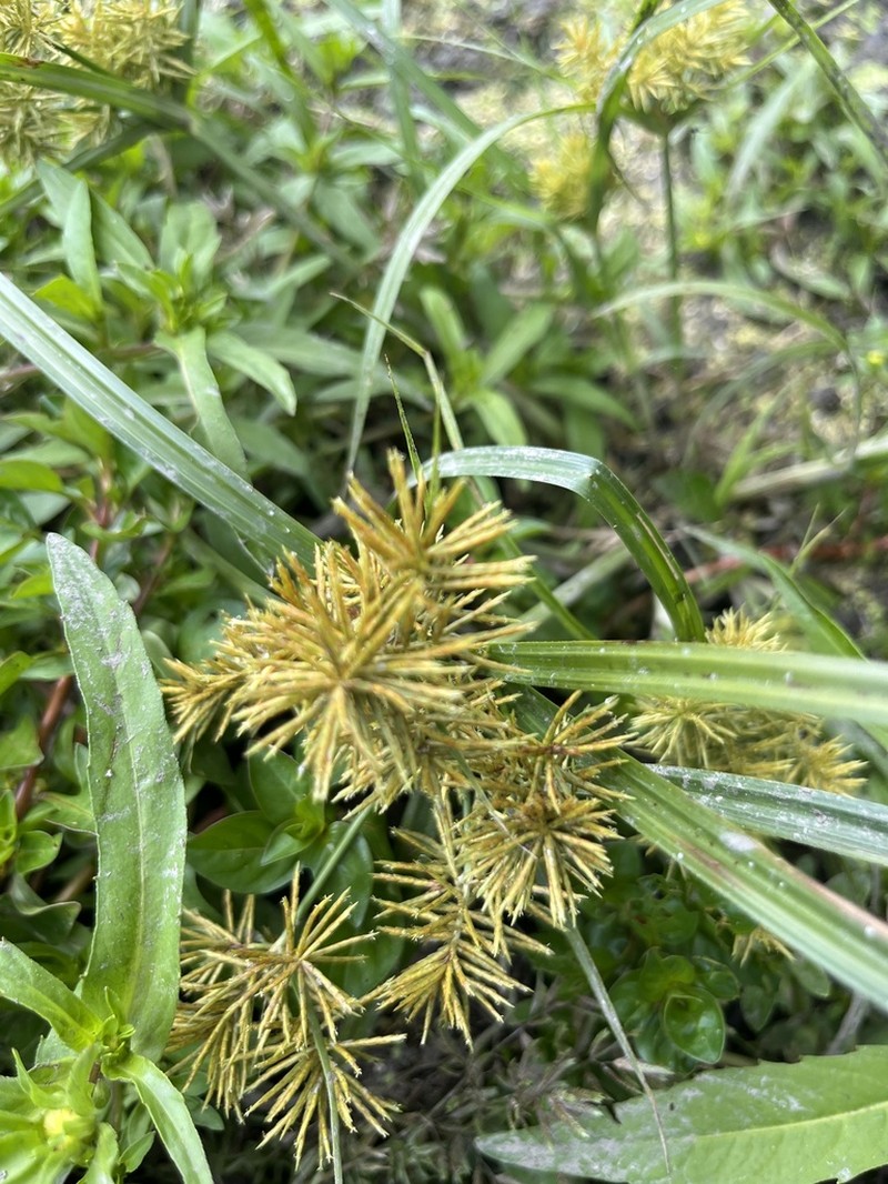 Fragrant Flatsedge photo 6