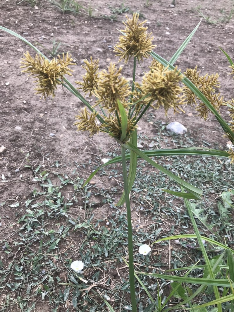 Fragrant Flatsedge photo 7