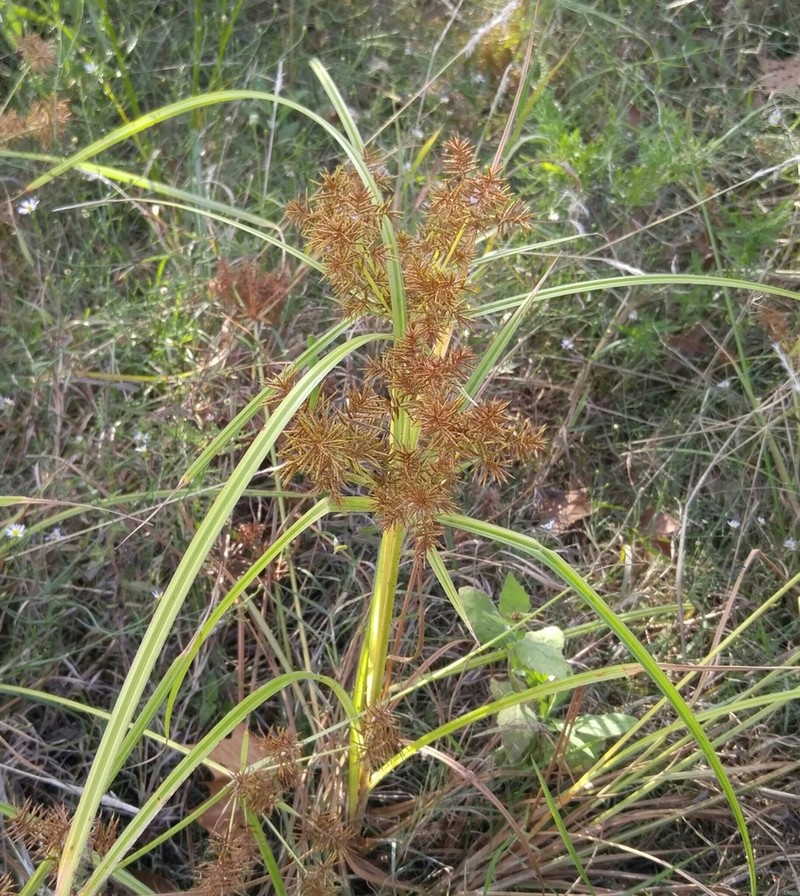 Fragrant Flatsedge photo 8