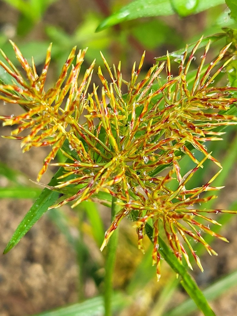 Cyperus odoratus subsp. odoratus