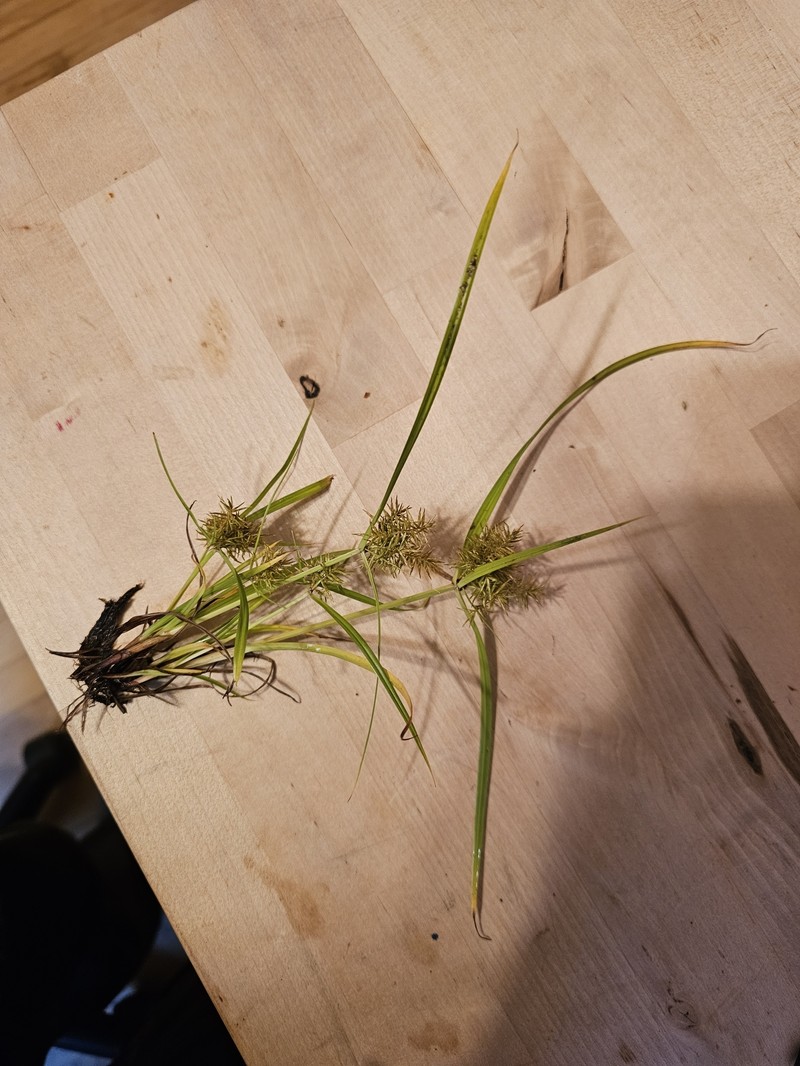 Cyperus odoratus subsp. odoratus photo 2