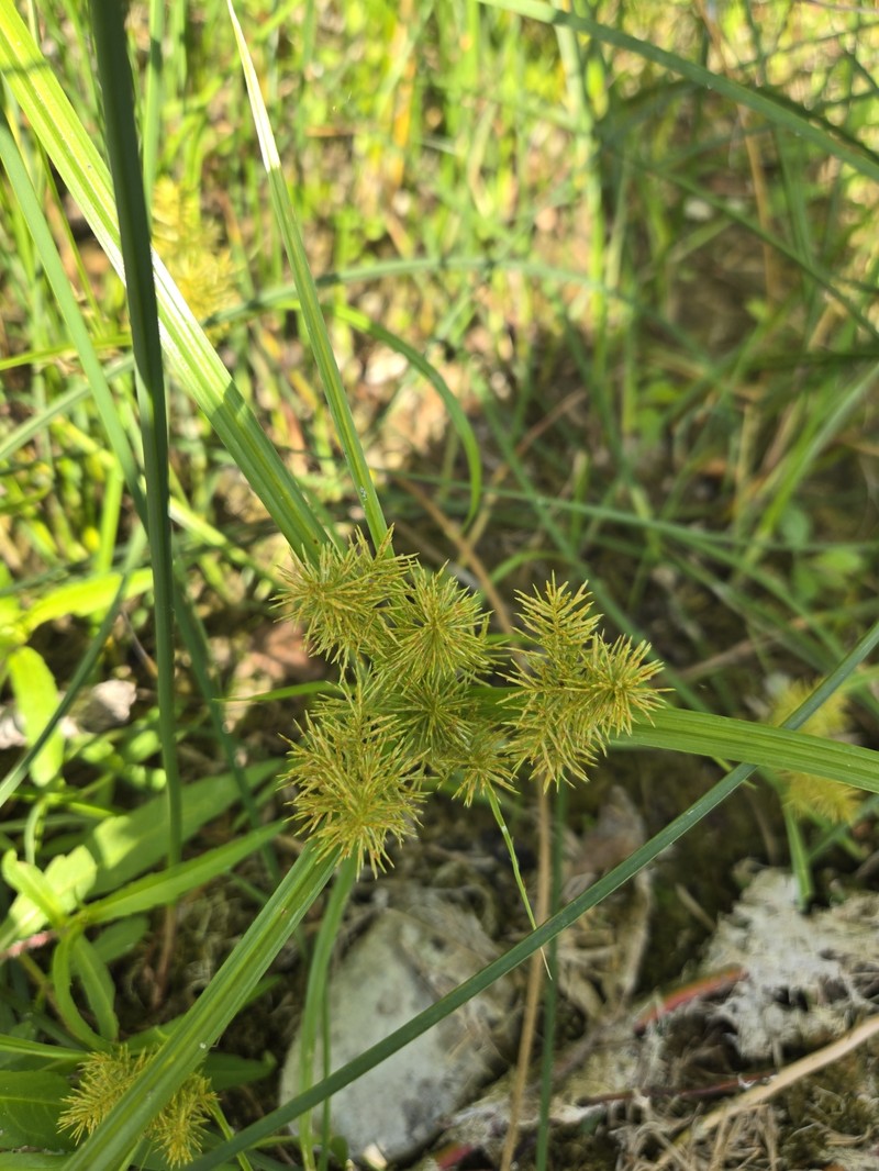 Cyperus odoratus subsp. odoratus photo 4