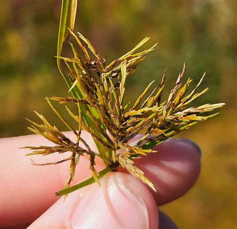 Cyperus odoratus subsp. odoratus photo 5