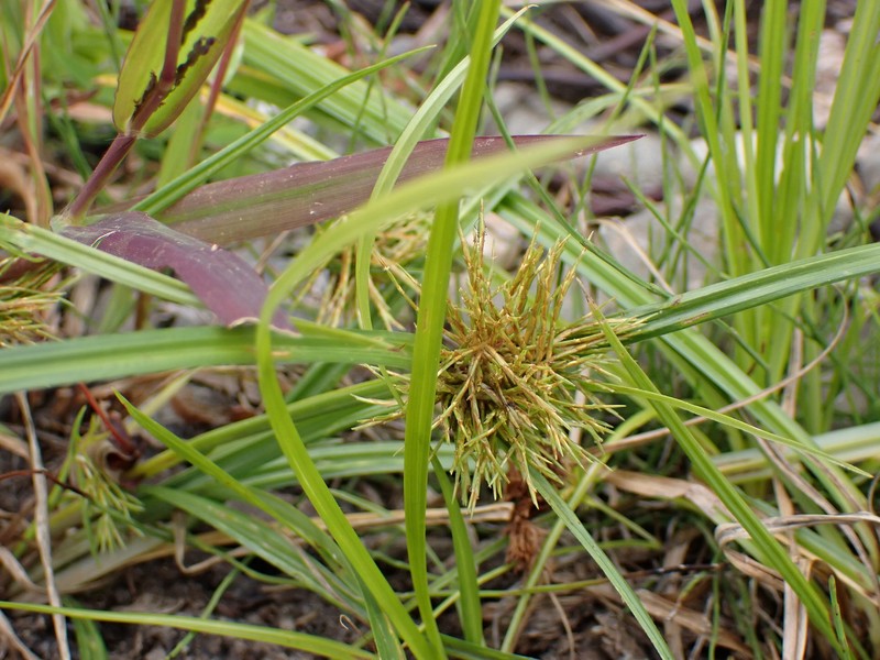 Cyperus odoratus subsp. odoratus photo 6
