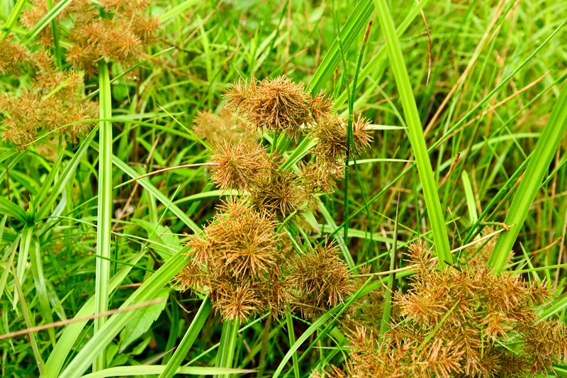 Cyperus odoratus subsp. odoratus photo 8