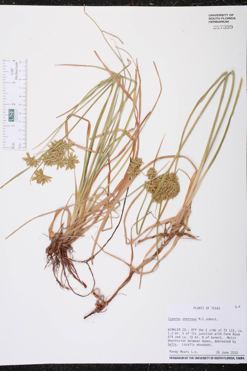 Plains Flatsedge