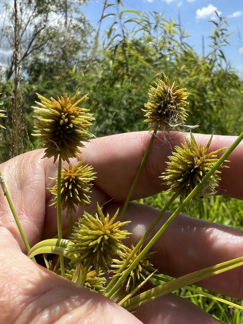 Ovateleaf Flatsedge