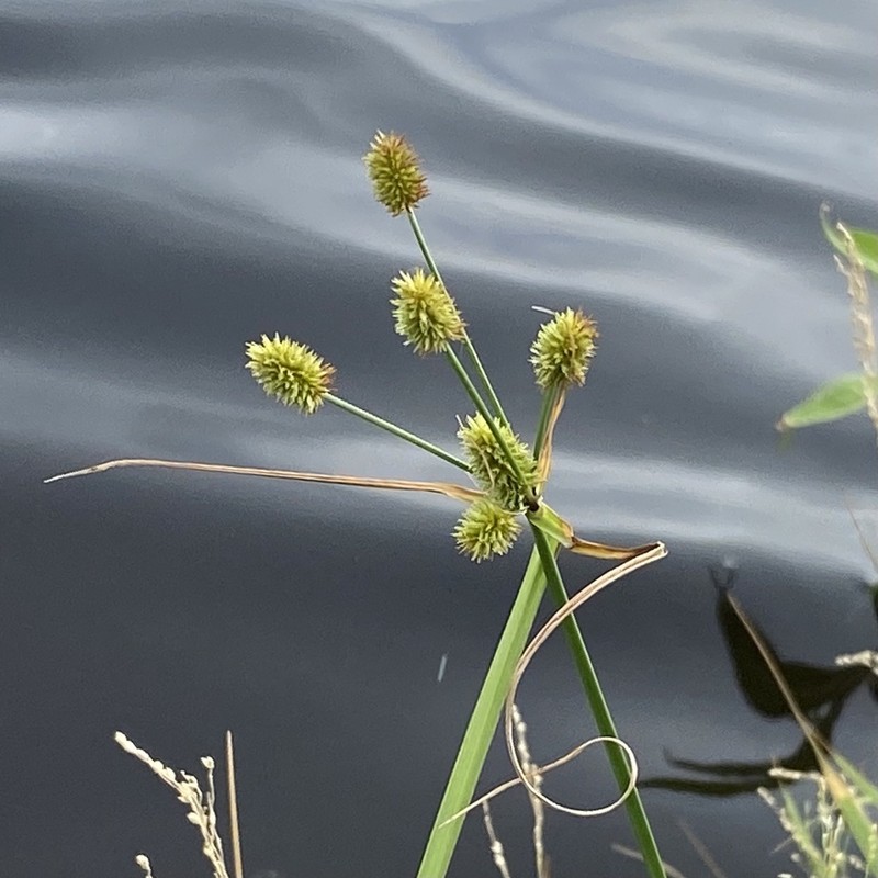 Ovateleaf Flatsedge photo 2