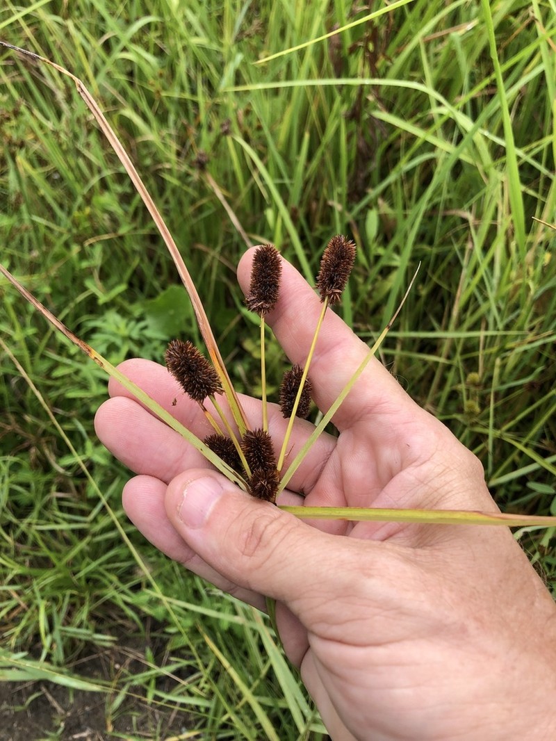 Ovateleaf Flatsedge photo 3