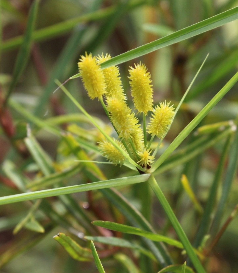 Ovateleaf Flatsedge photo 4