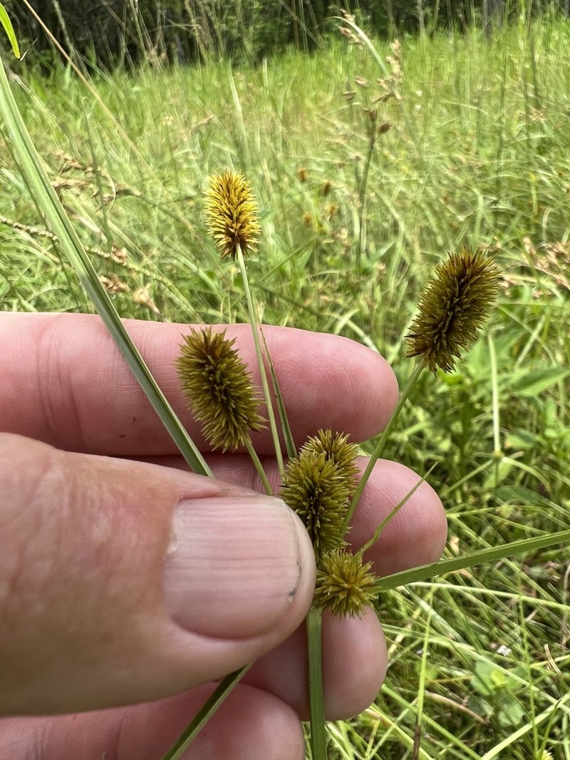 Ovateleaf Flatsedge photo 5