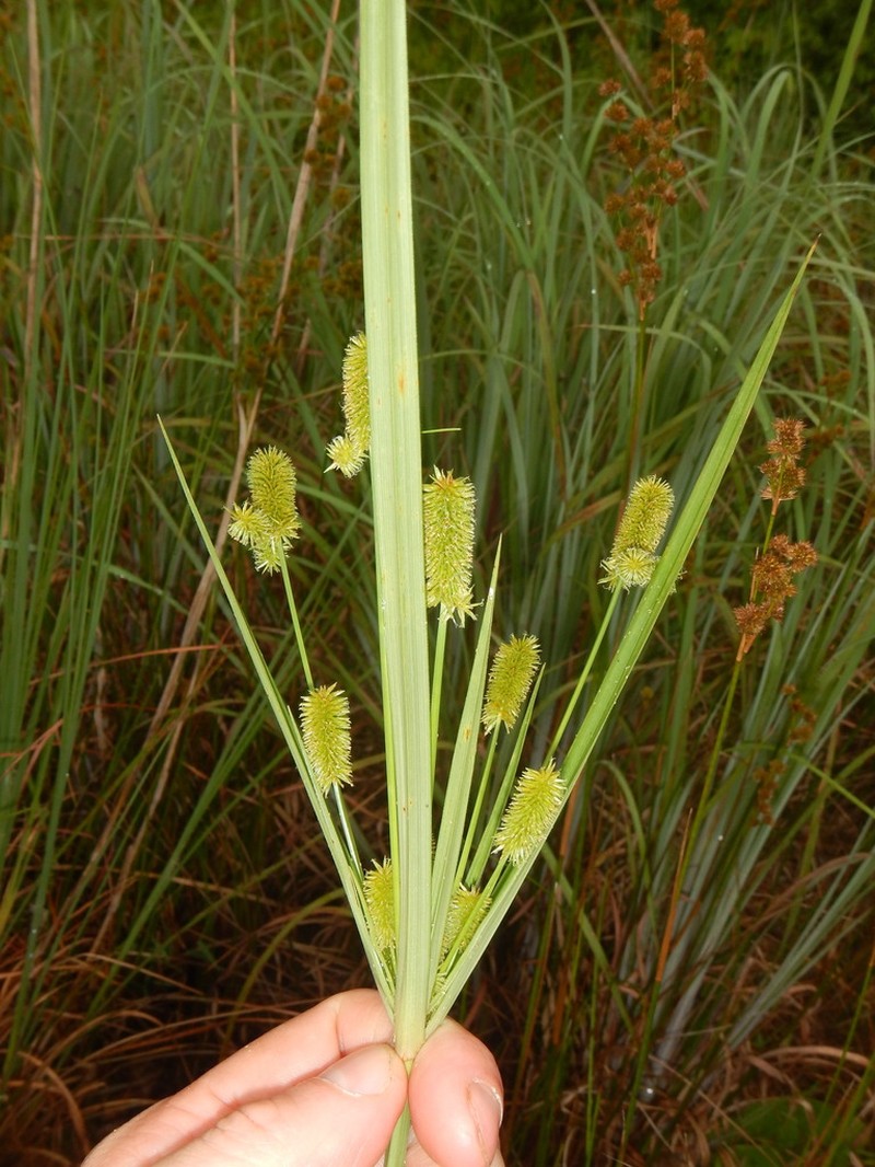 Ovateleaf Flatsedge photo 6